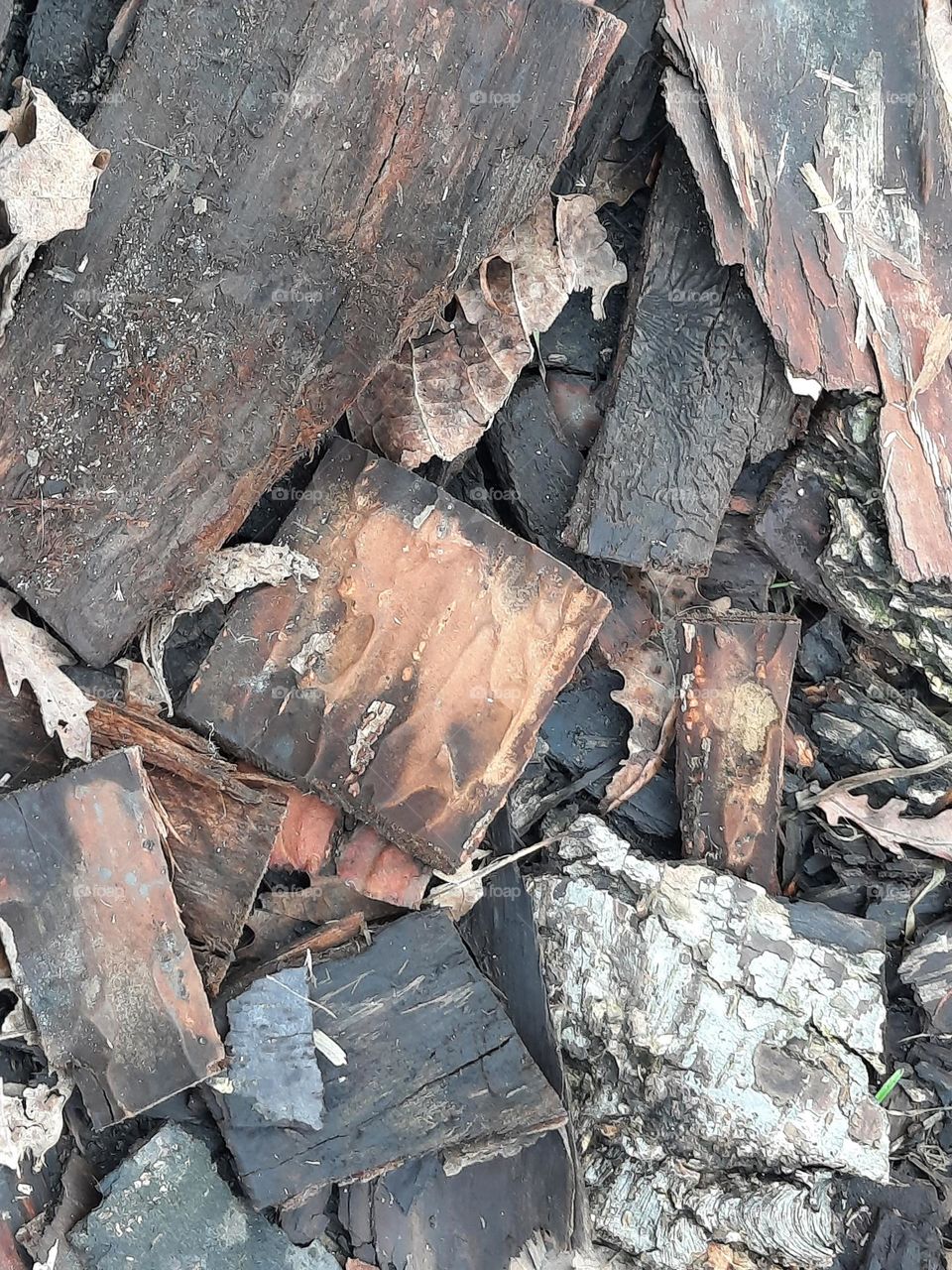 macro of wood and bark fragments