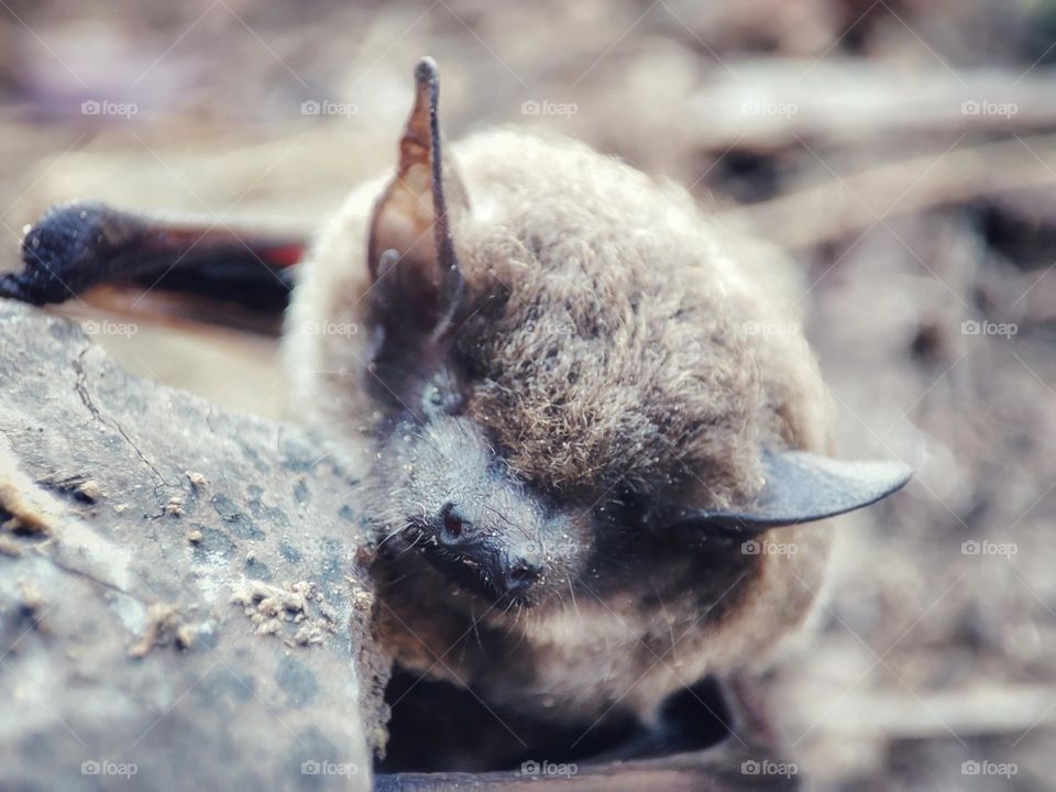 Nathusius's pipistrelle, Animal