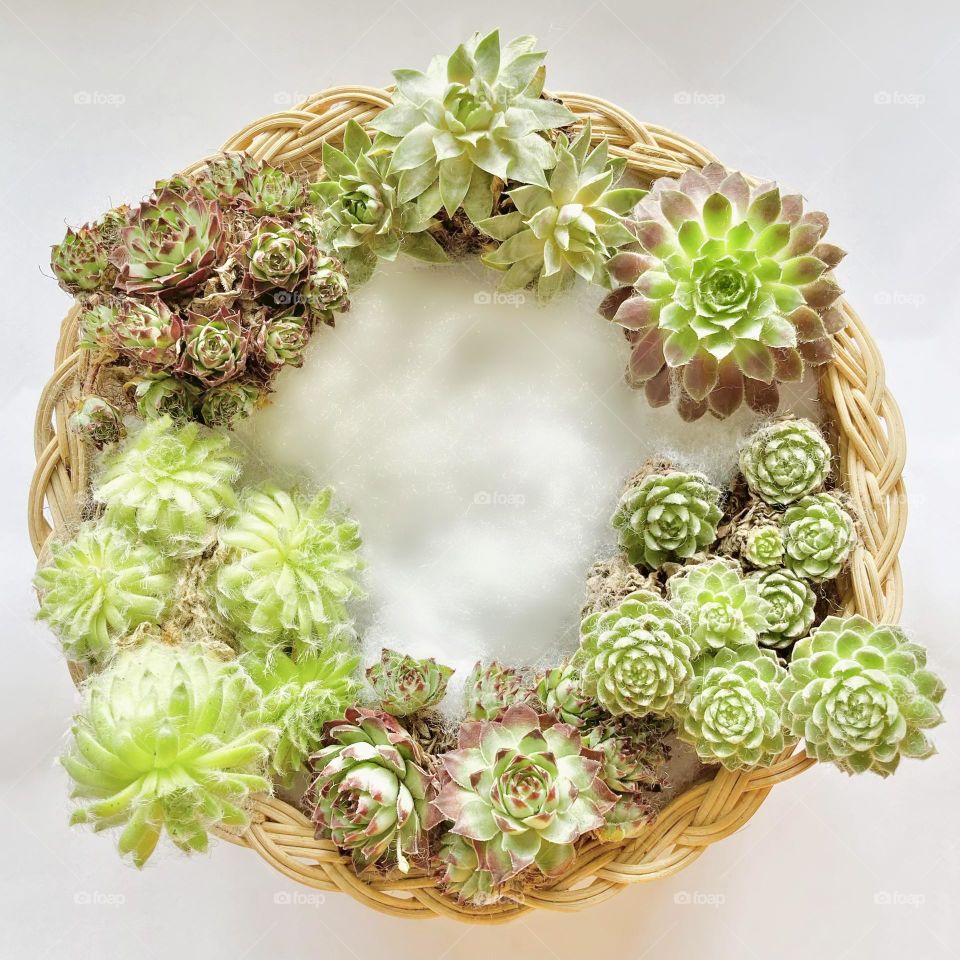 DIY and crafts, decor basket made with real succulents, various species of Sempervivum
