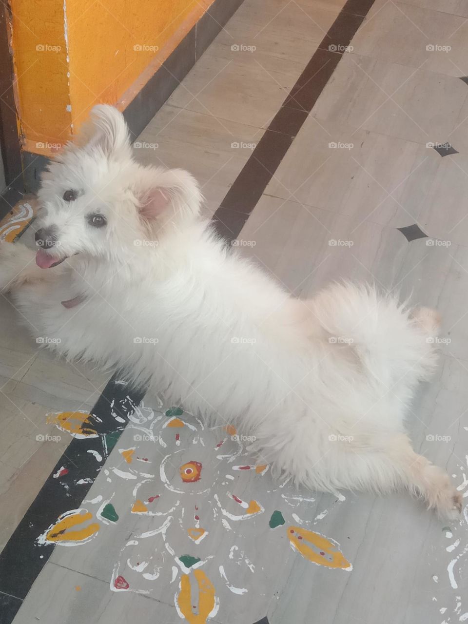 white dog view nice colour