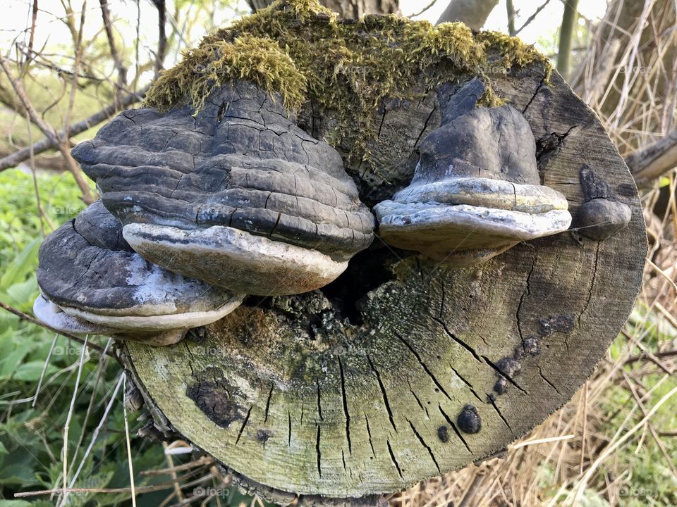 Fungi growing on the underside of a felled tree ...