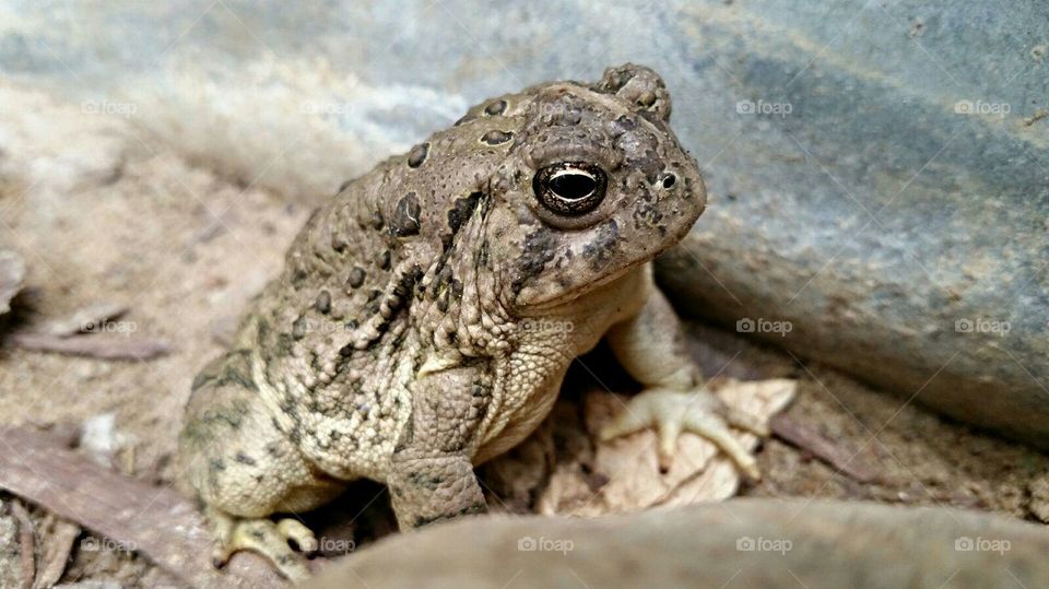 Mr. Toad