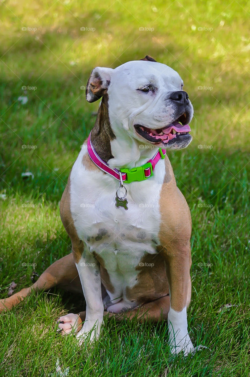 bulldog in grass