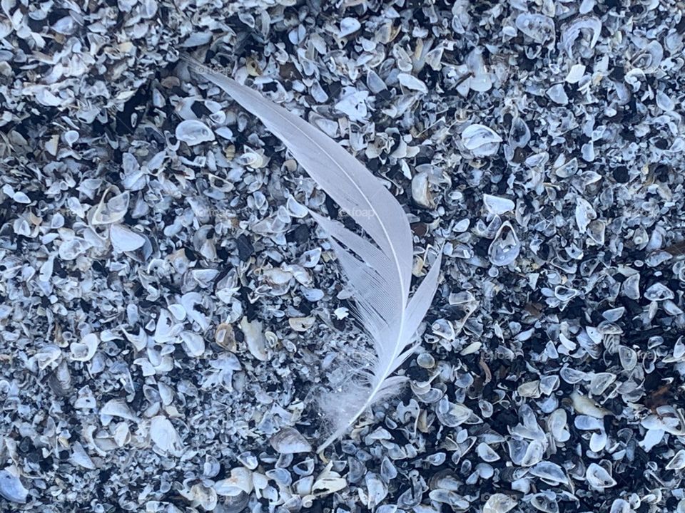 Seagul feather on the beach