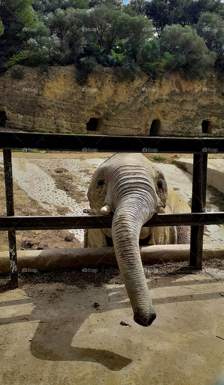 Elephant in a zoo