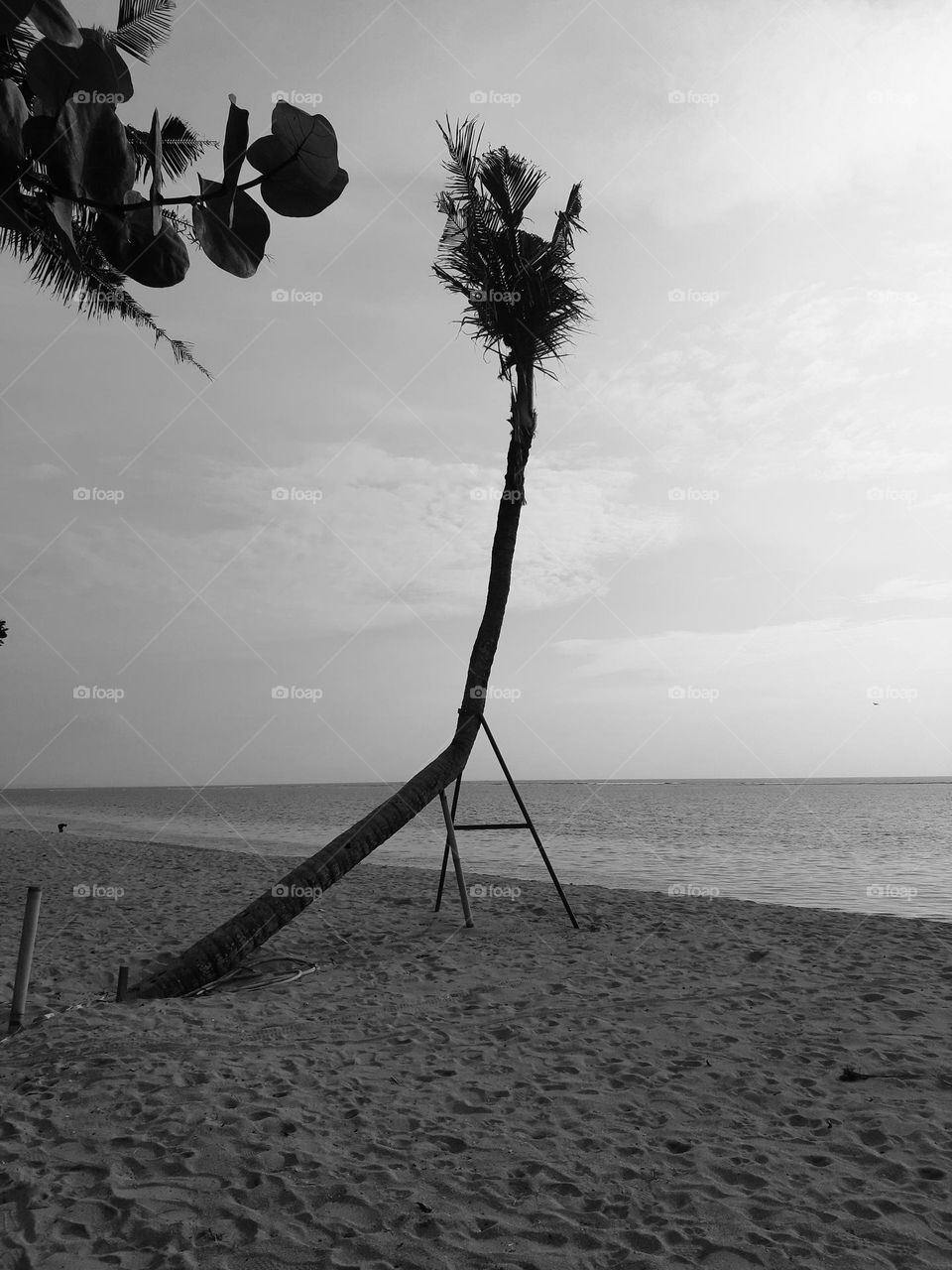 The one an only coconut tree found on the beach