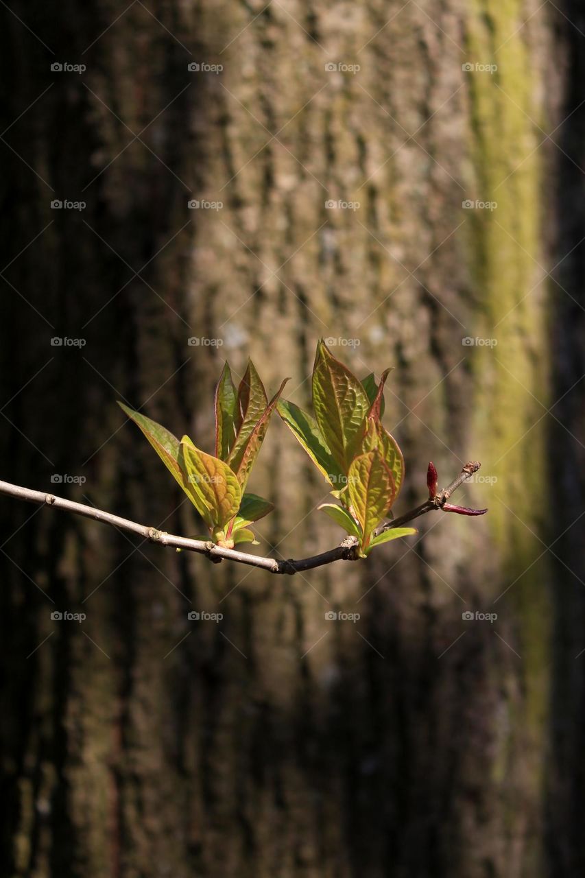 Thin Twig with the First Green Leaves in the Spring Forest