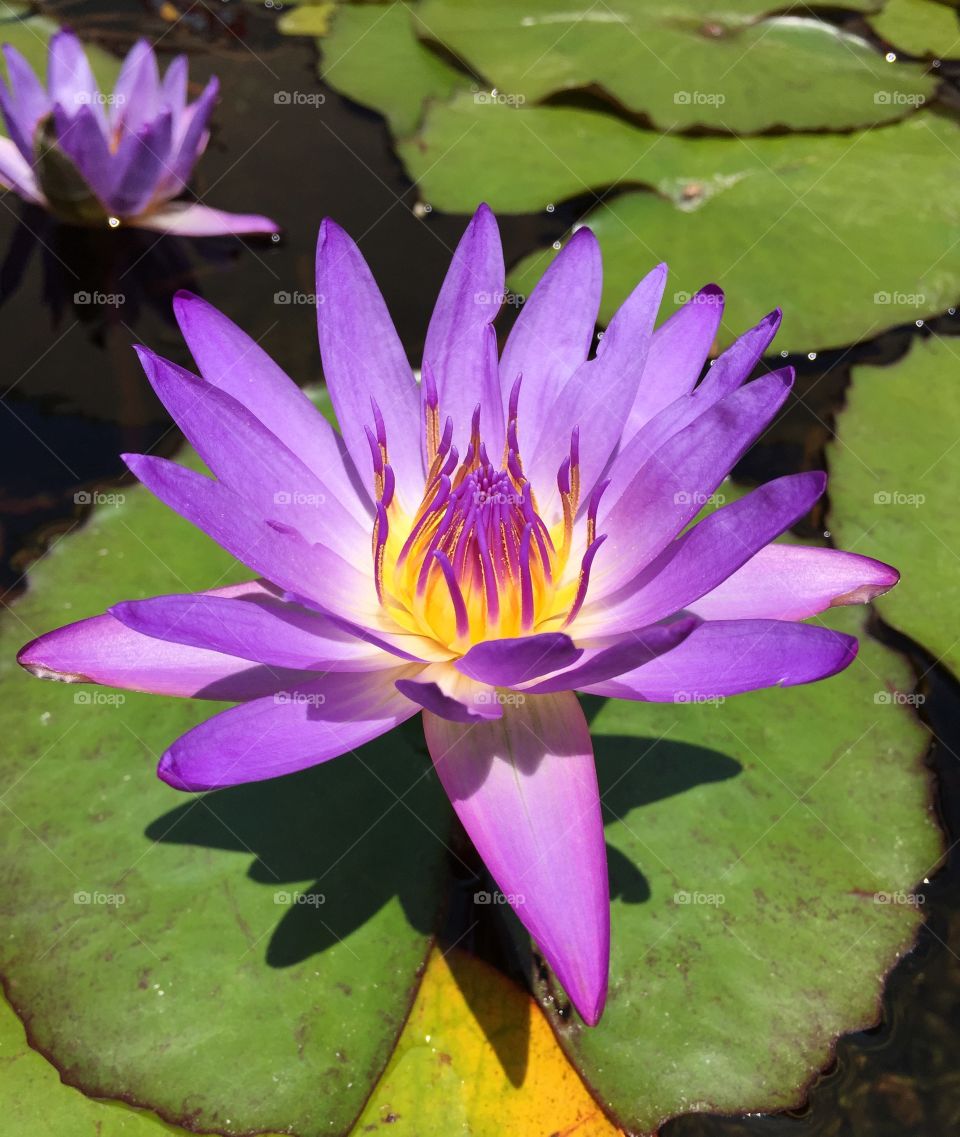 Water lily 