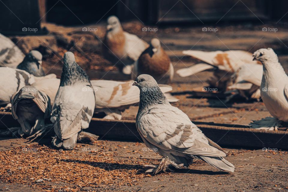 many pigeons on the ground