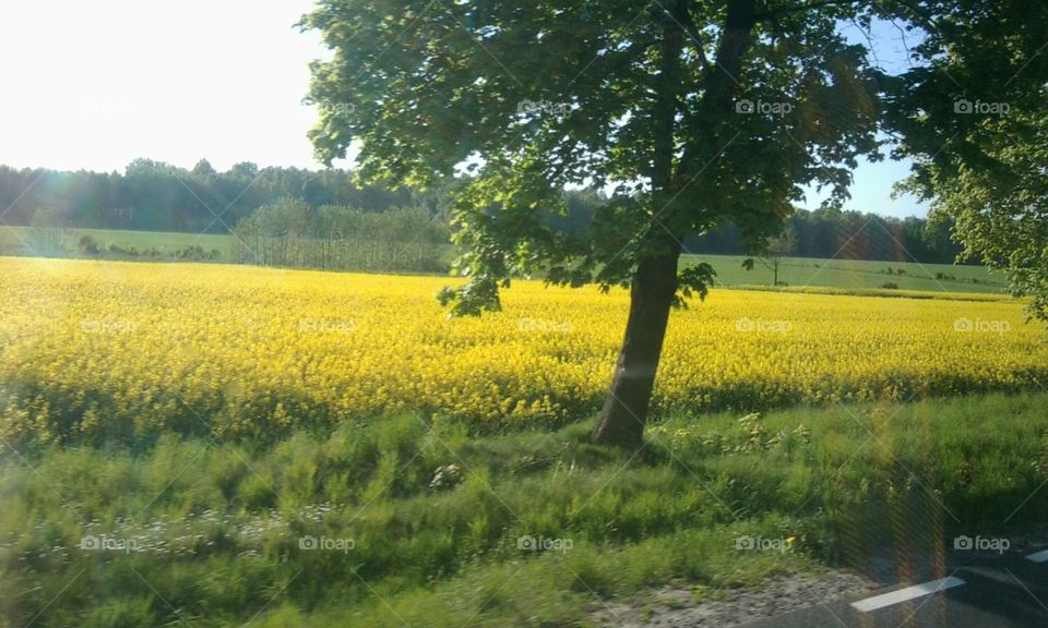yellow fields 