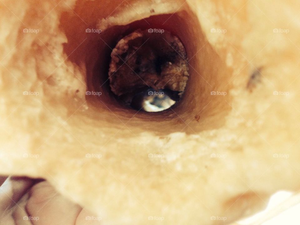 Dog bone viewing dog