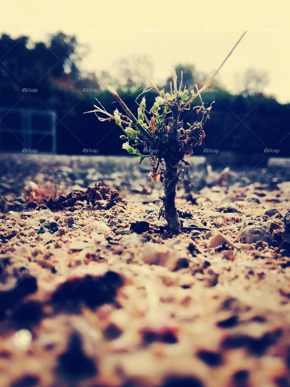 arbre, branche, tree