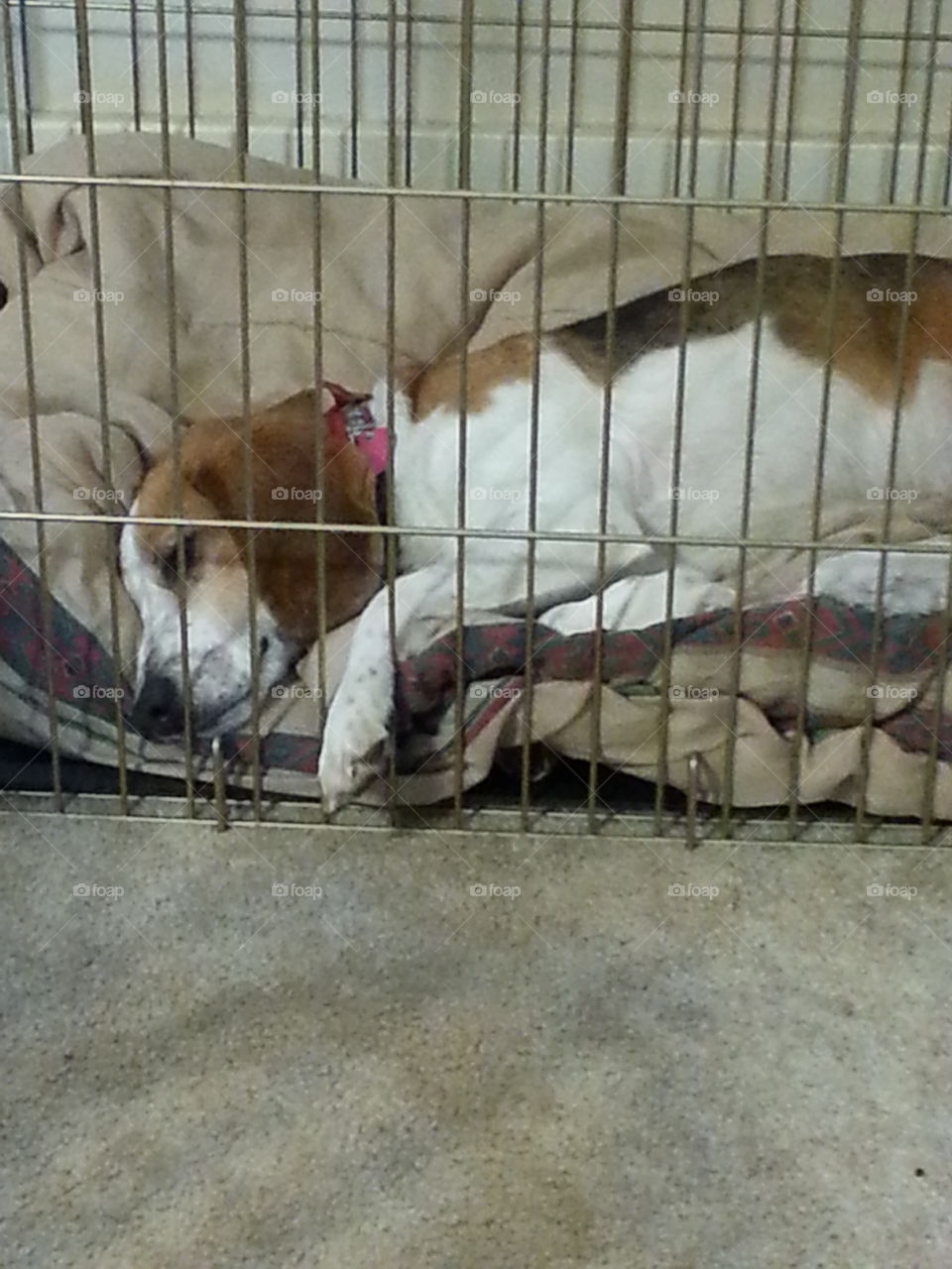 dog sleeping in cage