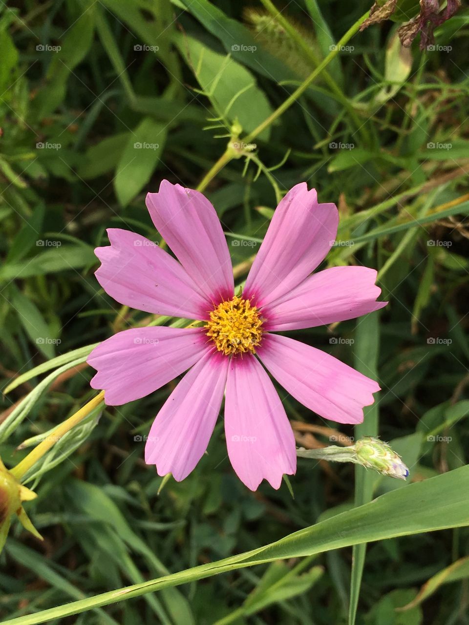 Pink flower on mound 