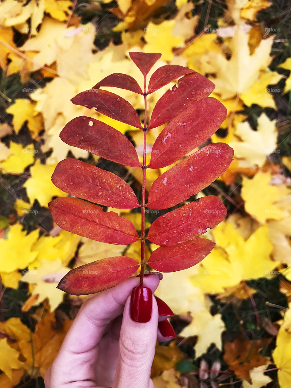 Female hand with red nails holding wet red autumn rowan branch in front of dry yellow autumn leaves 