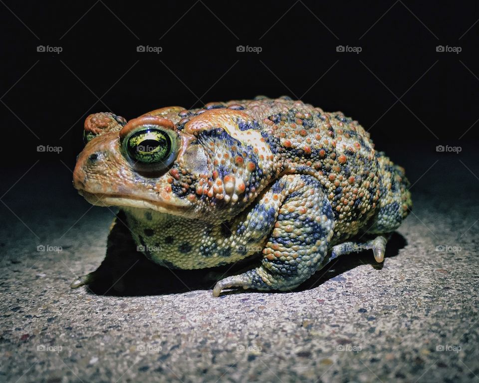 Toad at night