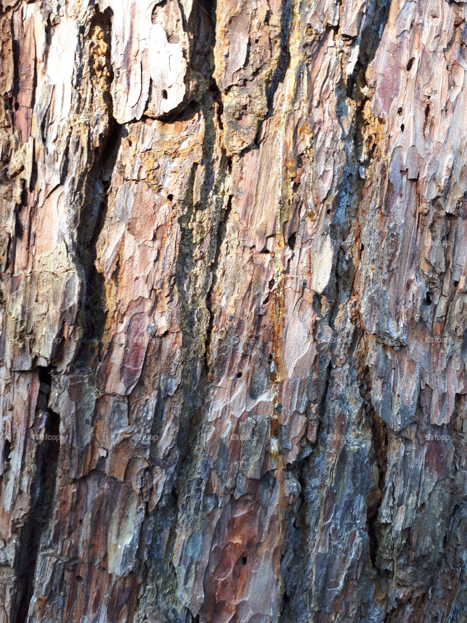 Tree bark texture