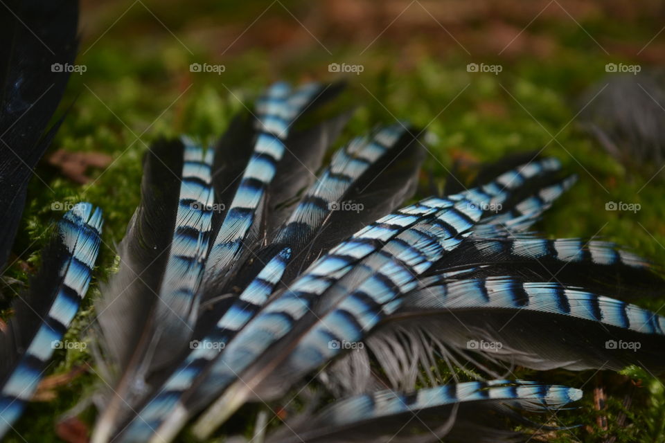 the feathers of the blue Jay