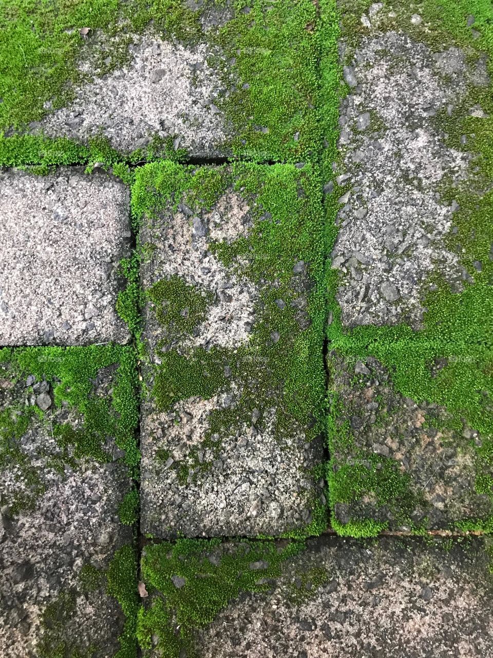 Stones partially covered with moss creating contrasts and texture 