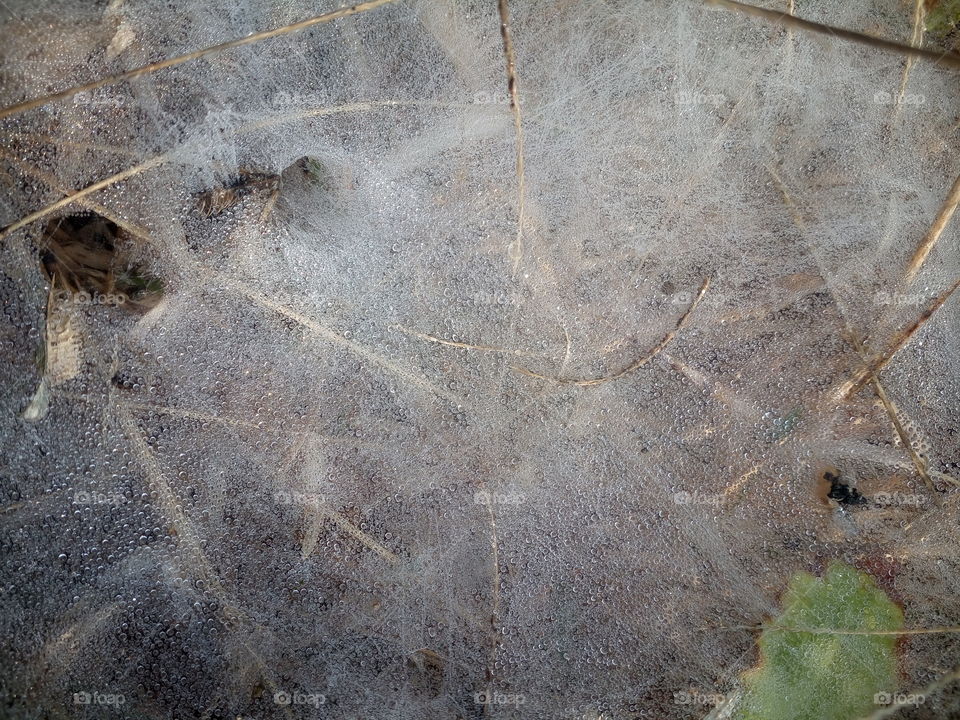 the most beautiful water drops in morning