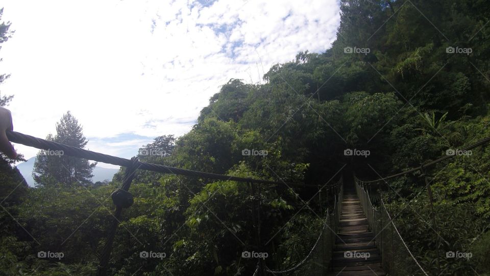 Suspension bridge in forest