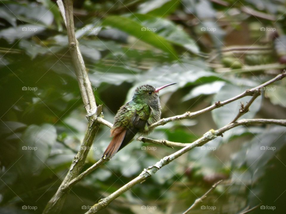 Beautiful Hummingbird 