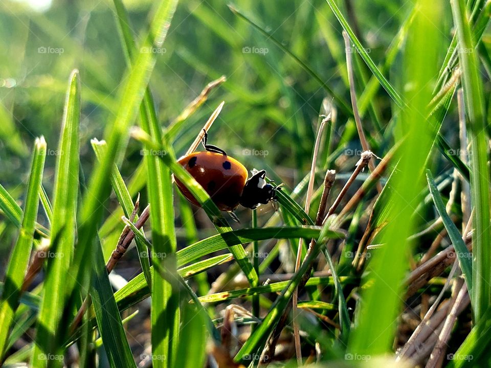 Ladybug