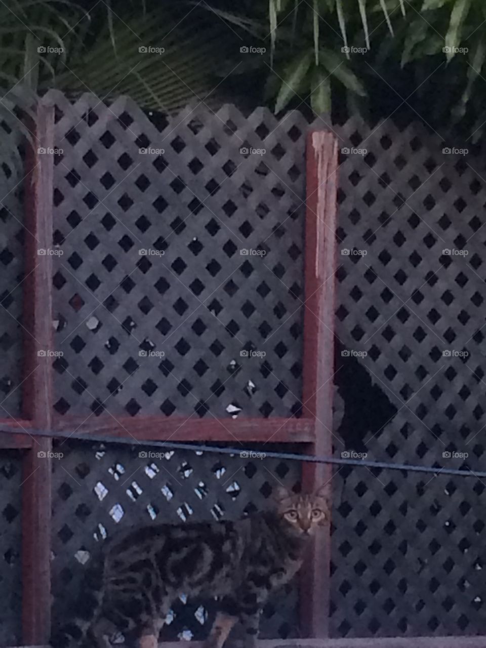 Perched on the Fence