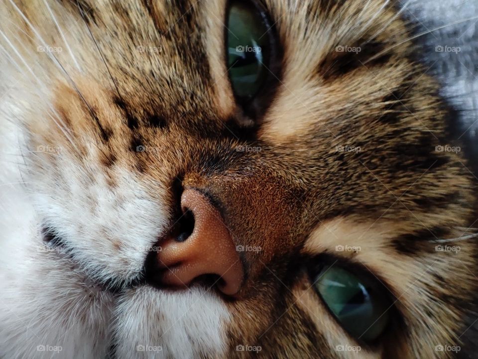 A beautiful close-up photo of a sleeping cat with a cute face, nose, green eyes and whiskers