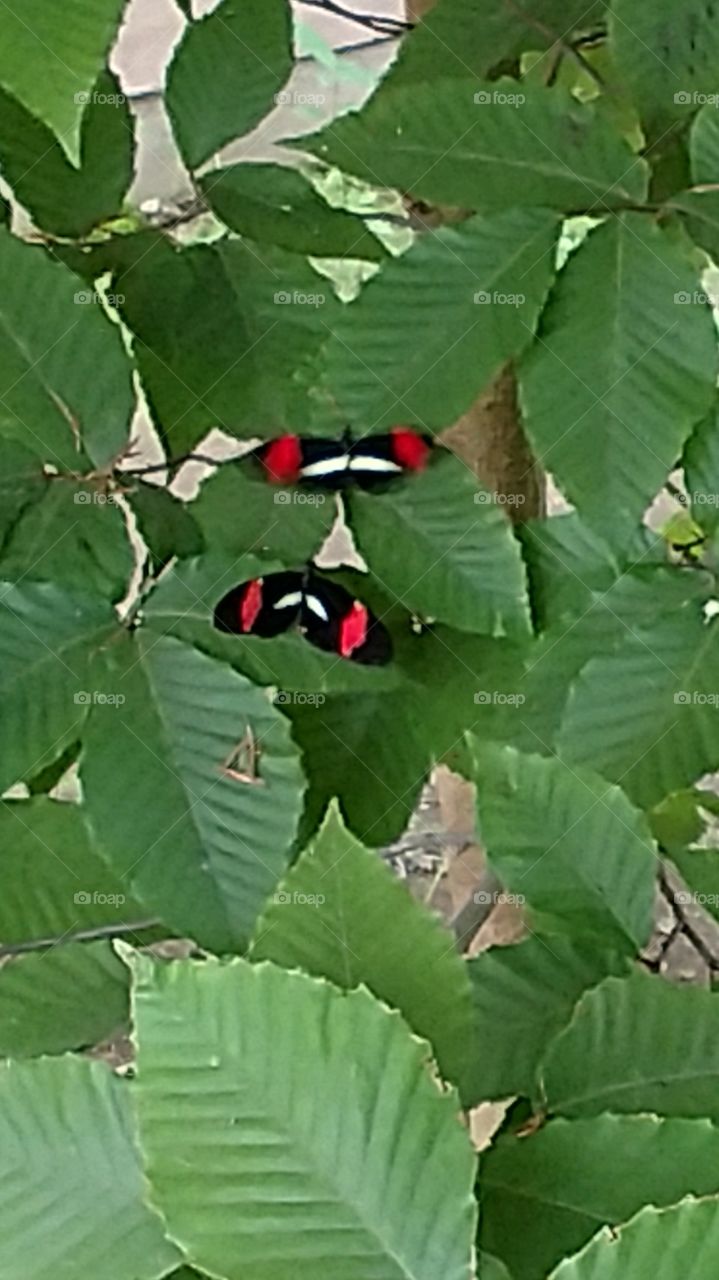 two butterflies at York Wild Kingdom in Maine