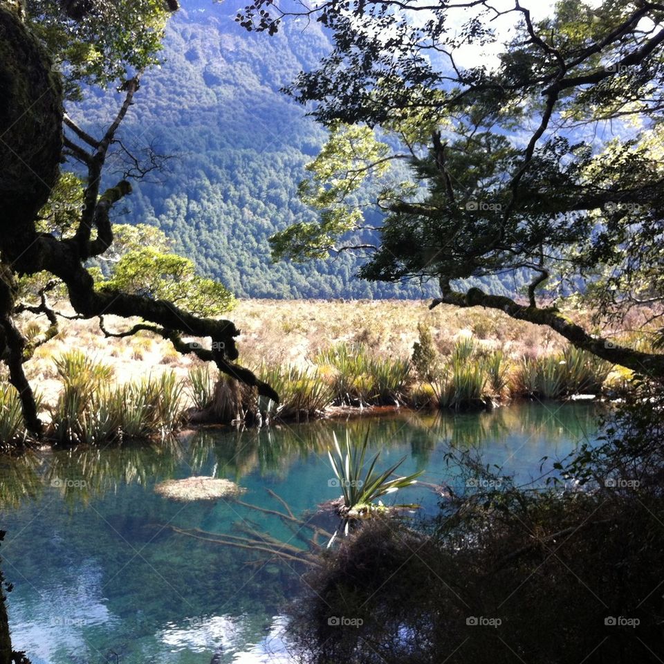 Trees reflecting on lake