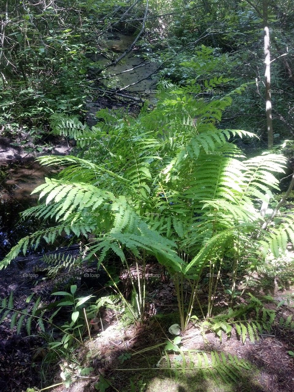 ferns
