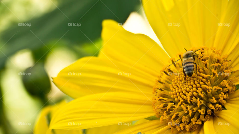 spring yellow flora nature by magmovies
