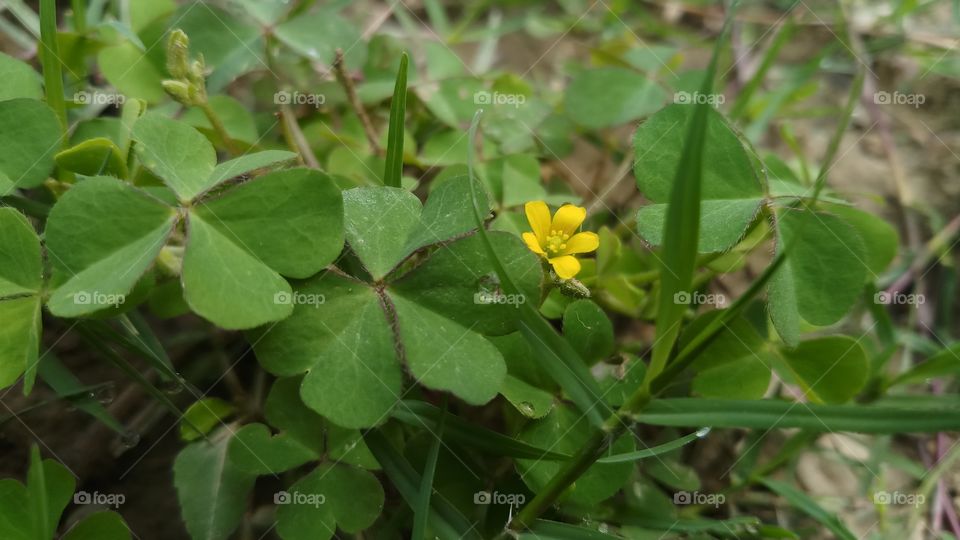 New plant with beautiful leaves in spring time.