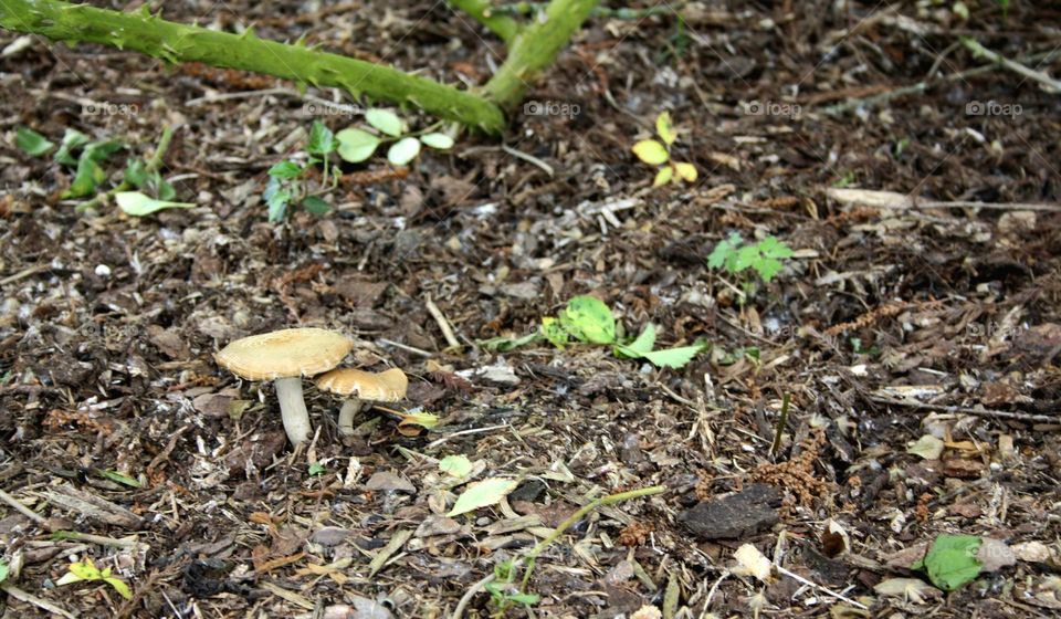 mushrooms im the forest