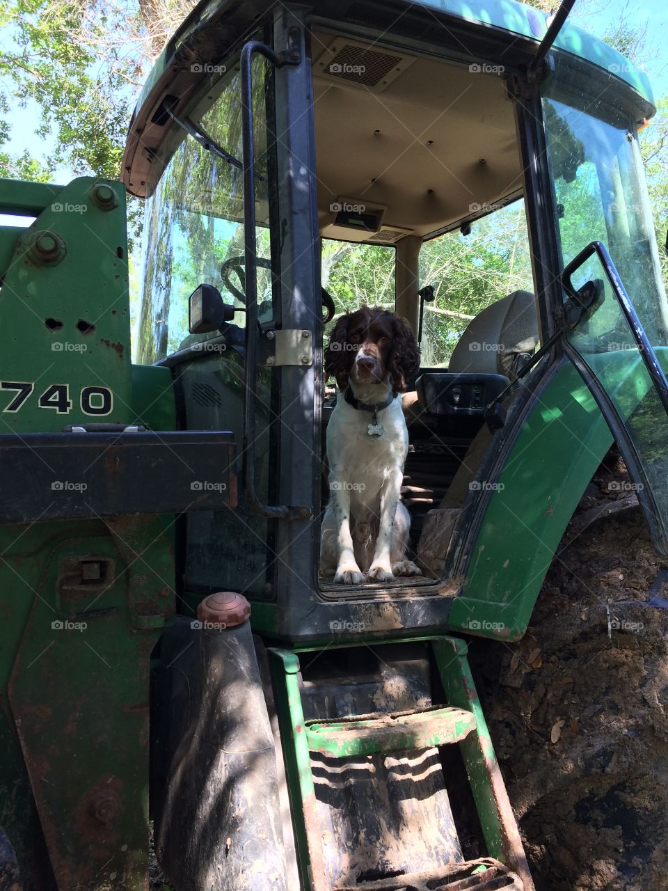 English Springer Spaniel ready to ride tractor