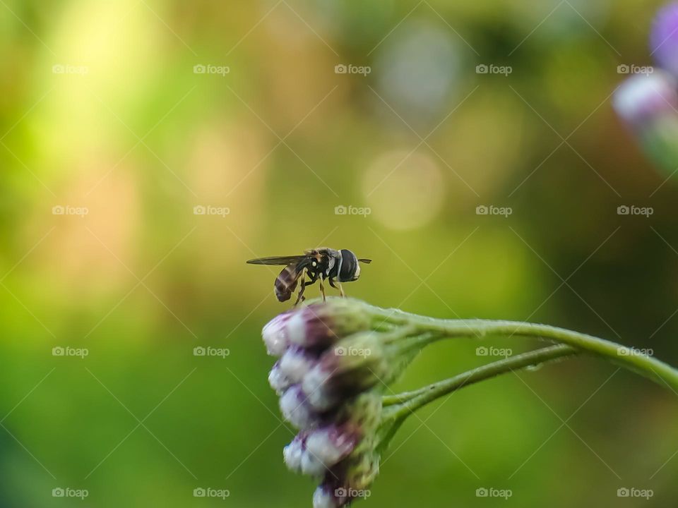 Fruit flies, also known as flower flies.