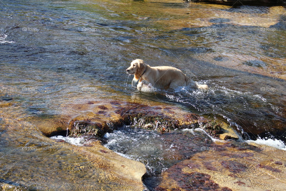 Golden retriever puppy swimming in the river