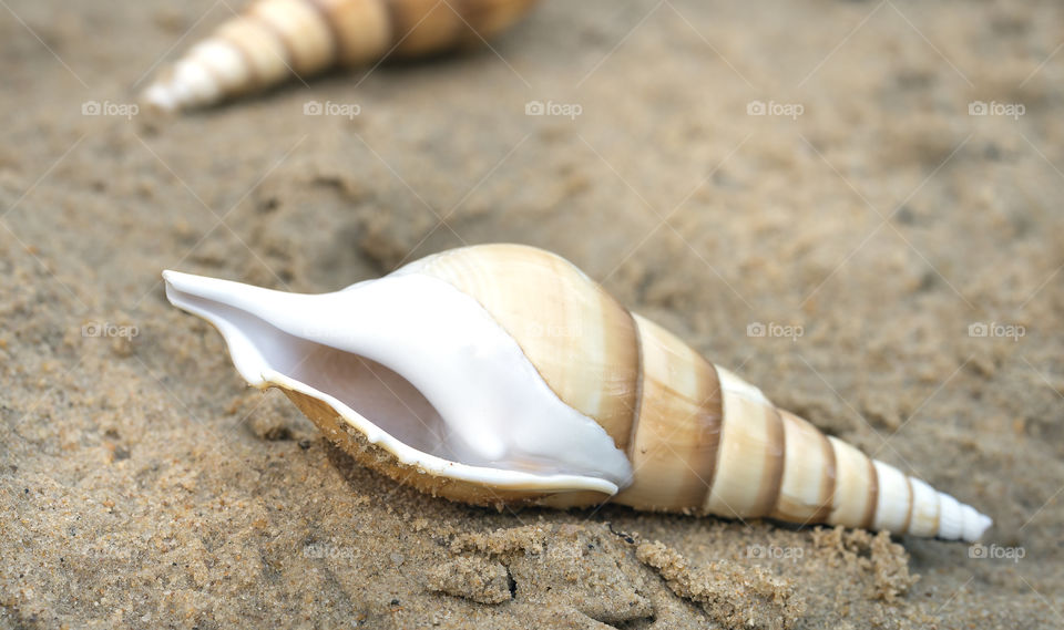 Close-up of spiral shell