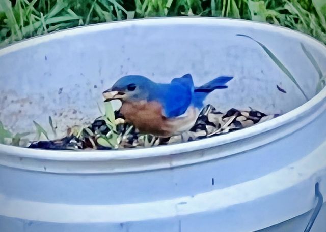 Bluebirds 