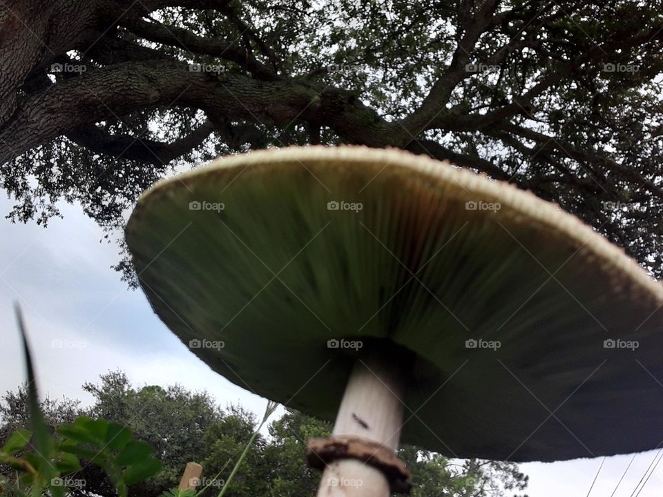 mushroom, fungus, outside,  outdoors, looking up, underneath, trees, daylight, daytime, afternoon