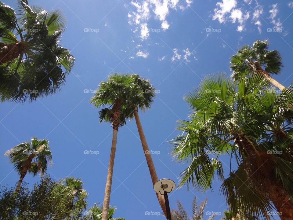 Las Vegas palm trees