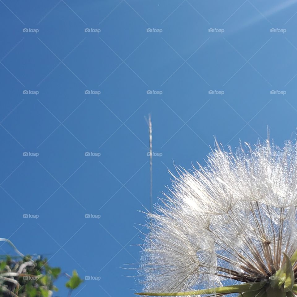 Blue Sky Dandelion