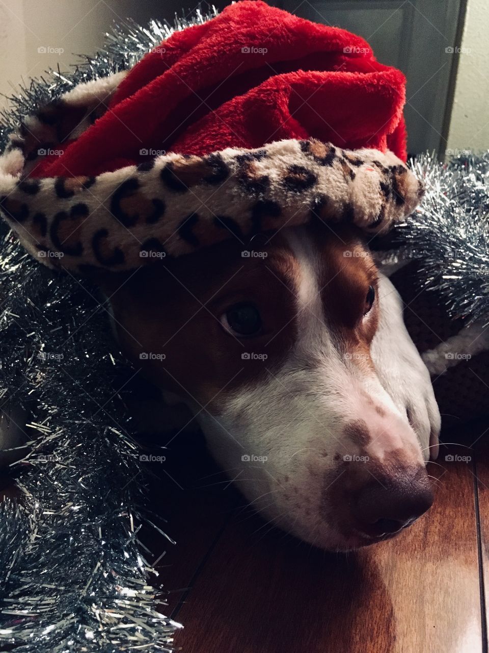 Beautiful rescue dog in a Santa hat 