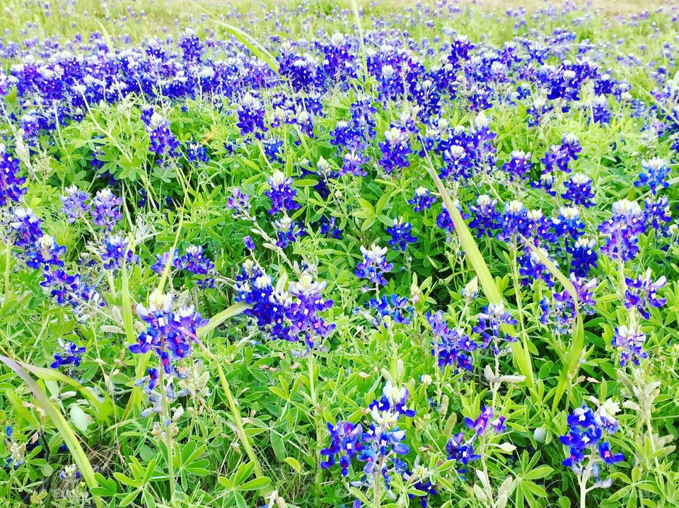Texas Wildflowers: Bluebonnets