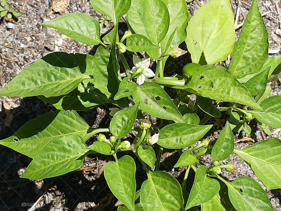 Pepper plant with flowers 