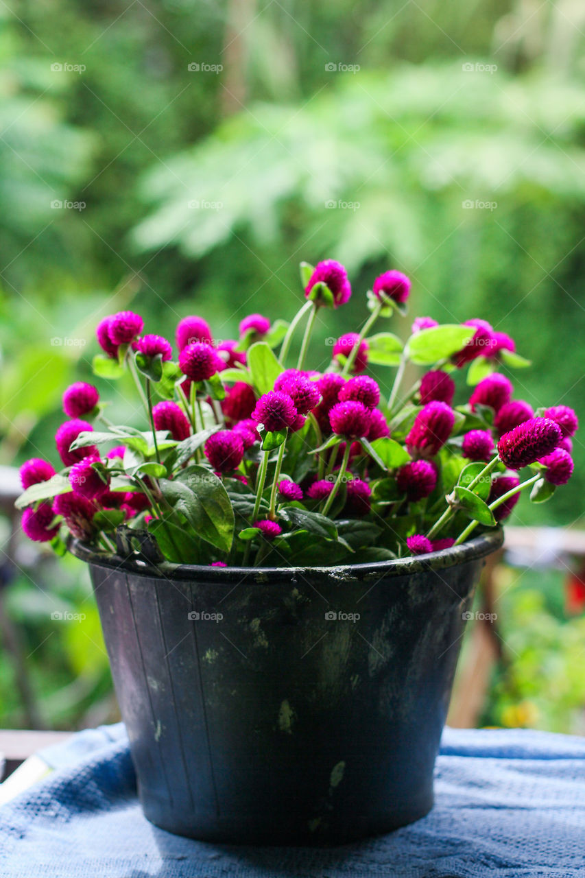 globe amaranth