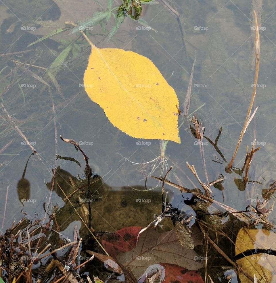 floating leaf