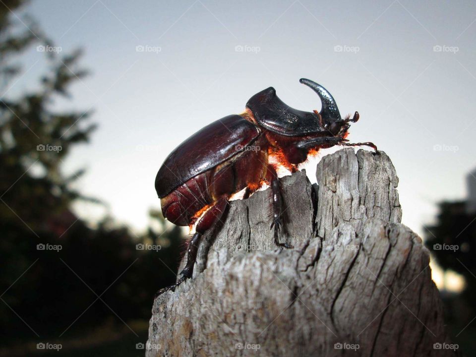 Bug on stoned tree