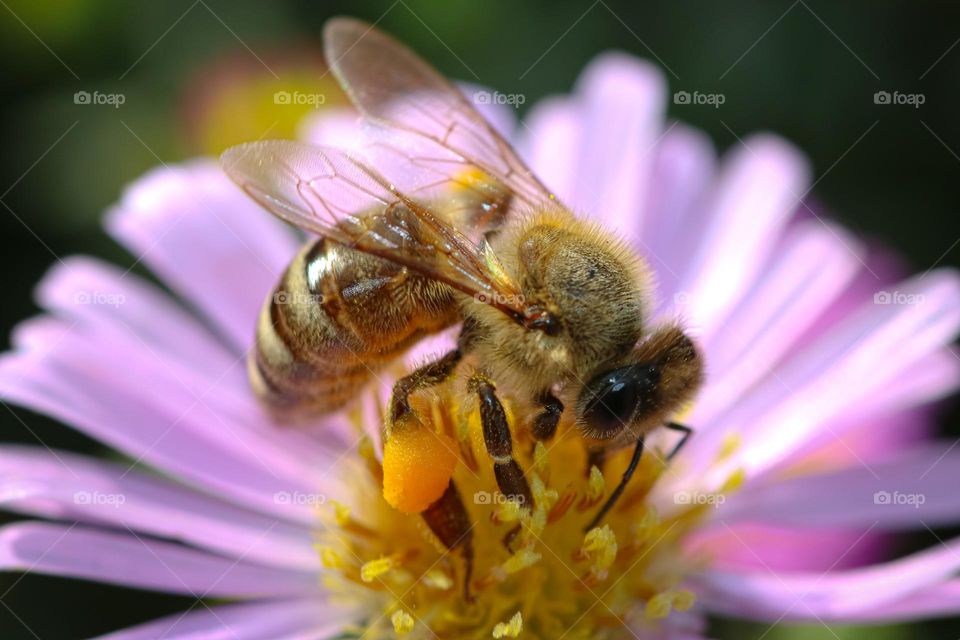 Honey bee